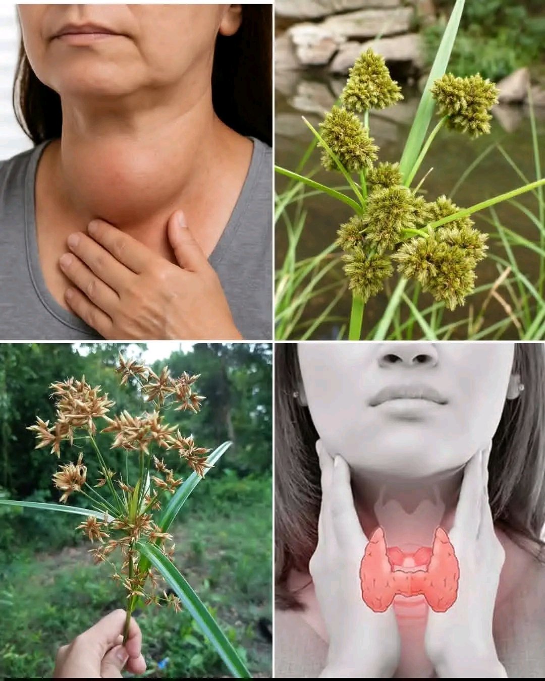Endocrinologist - Dr. Patrick Garner Facebook ad: Reactivate your body.