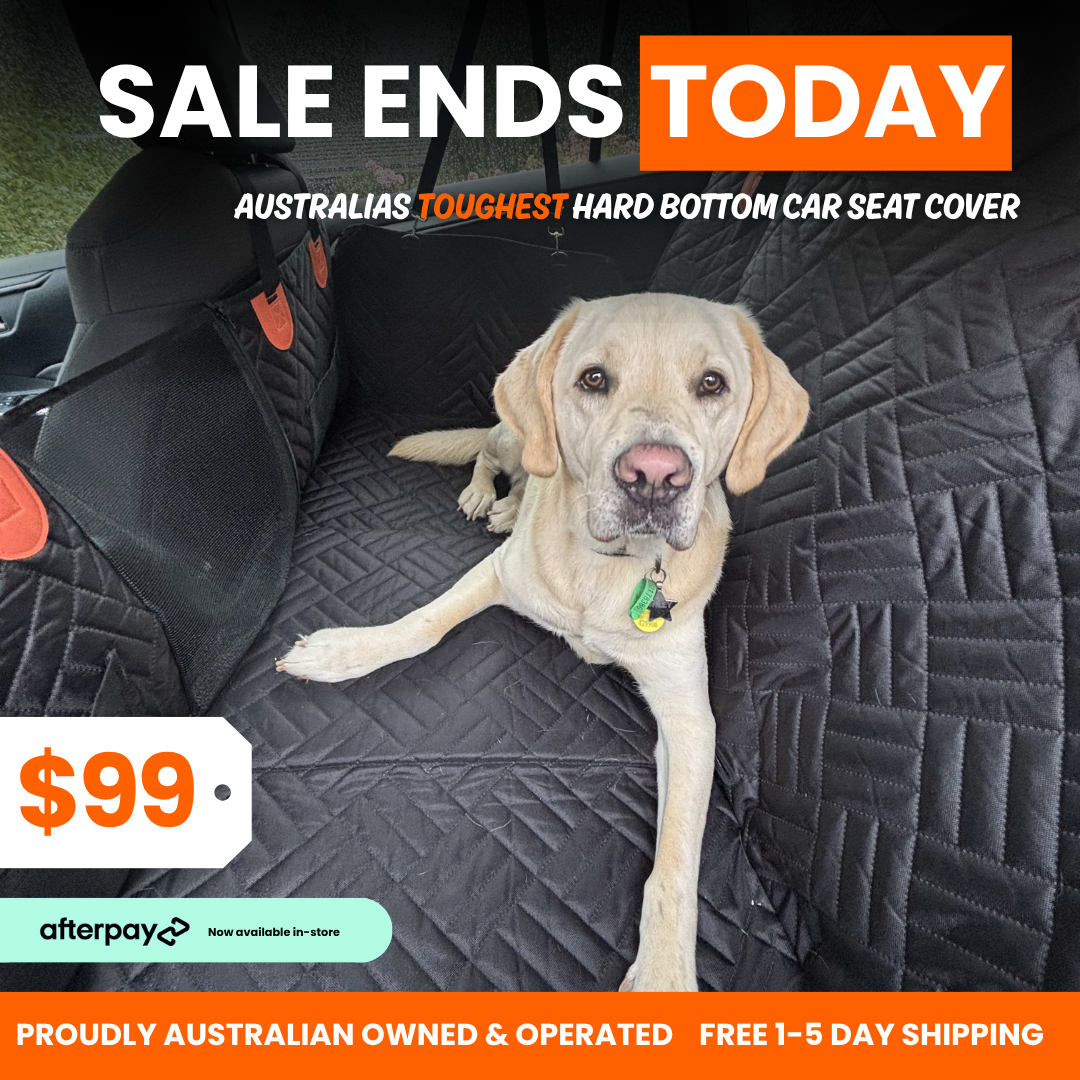 PupQuest Facebook ad: $99 SALE ENDS TODAY