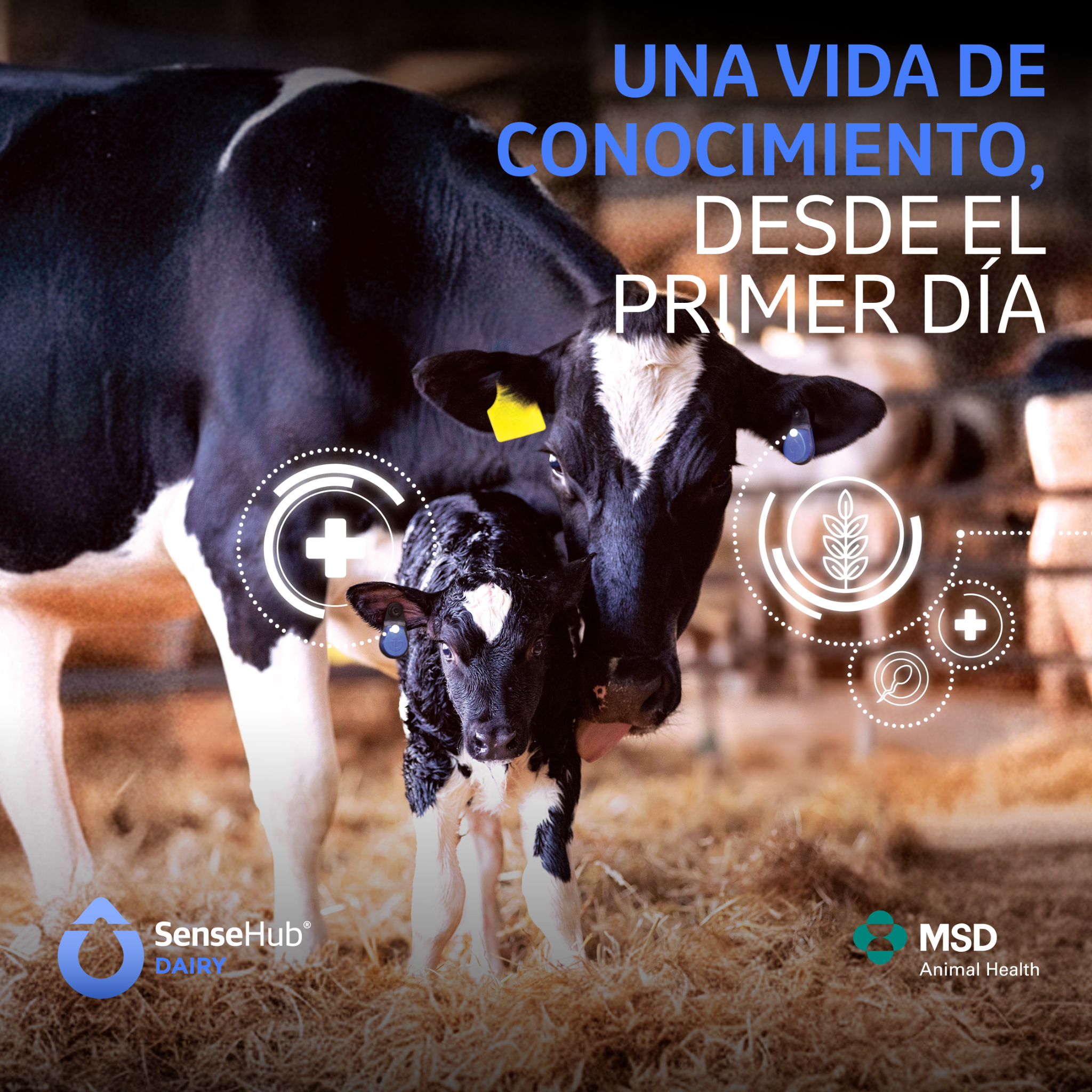 Sensehub España Facebook ad: Una vida de conocimiento, desde el primer día