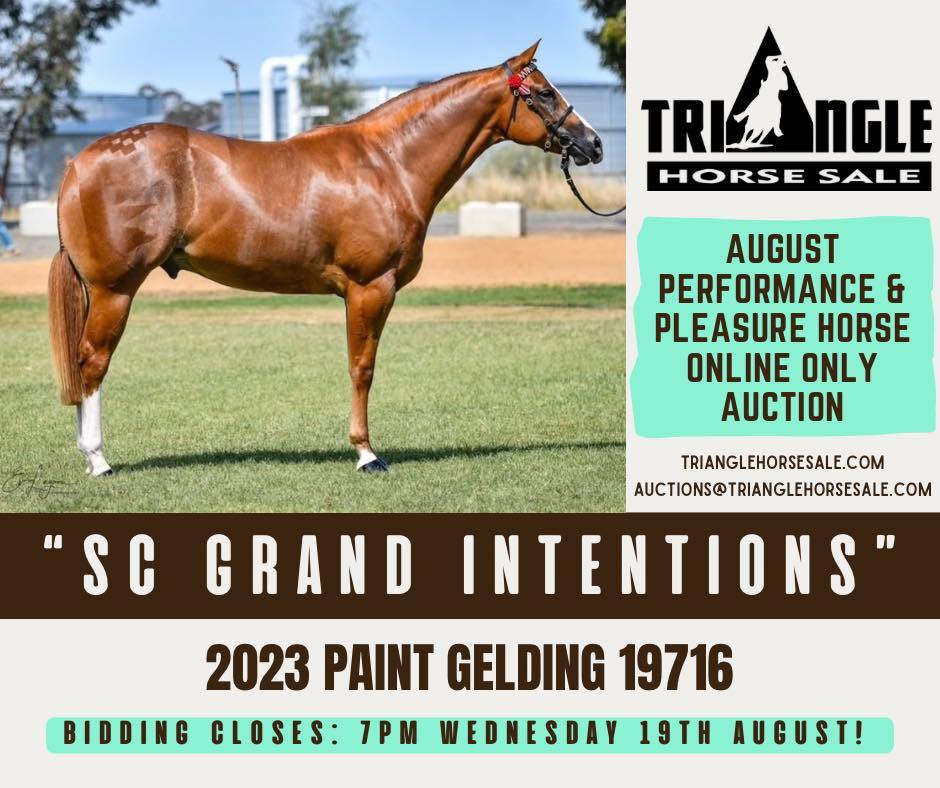 Triangle Horse Sale Facebook ad: 𝗘𝗔𝗥𝗟𝗬 𝗕𝗜𝗥𝗗 𝗚𝗘𝗧𝗦 𝗧𝗛𝗘 𝗪𝗢𝗥𝗠