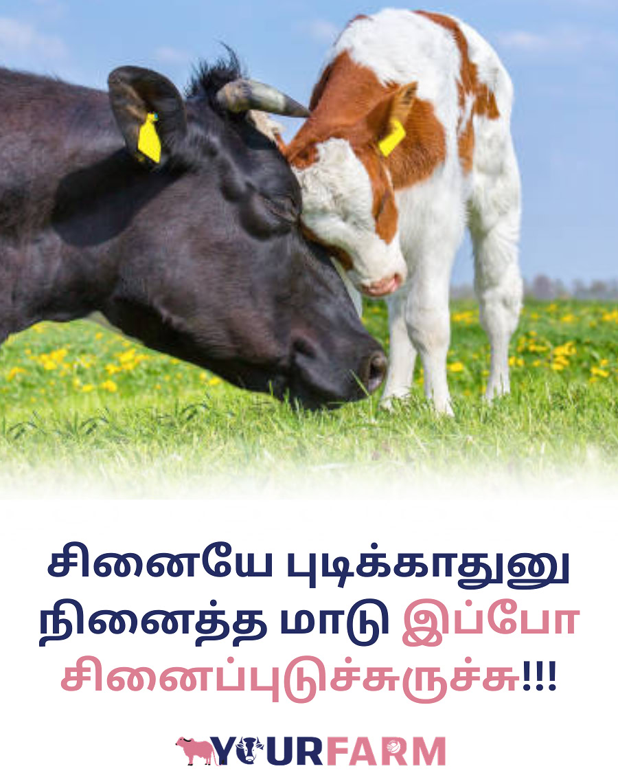 YourFarm AgriTech Facebook ad: கால்நடை நோய்களை இயற்கை முறையில் குணப்படுத்த உடனே 063837…
