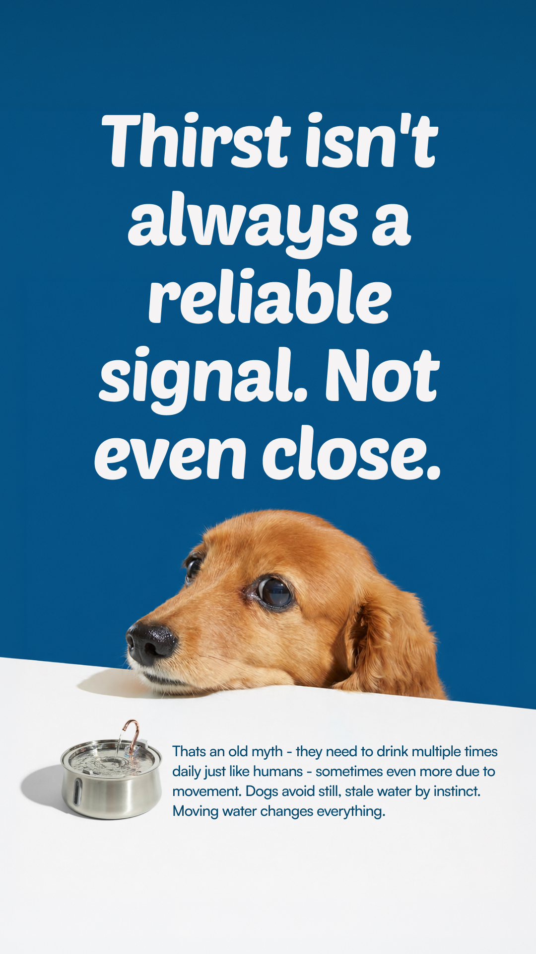 Rhykin Pet Co Facebook ad