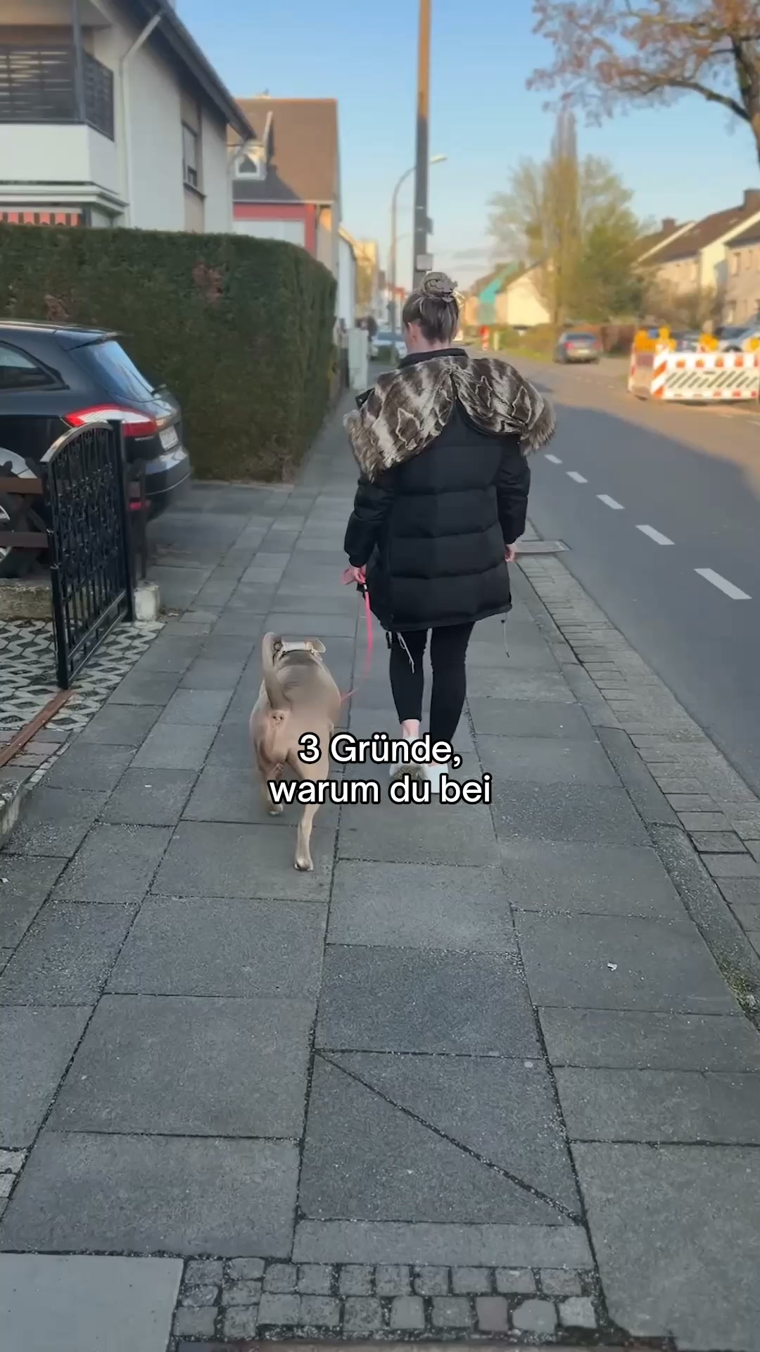 Hundeshop Vogt Facebook ad: Jetzt Leine sichern!