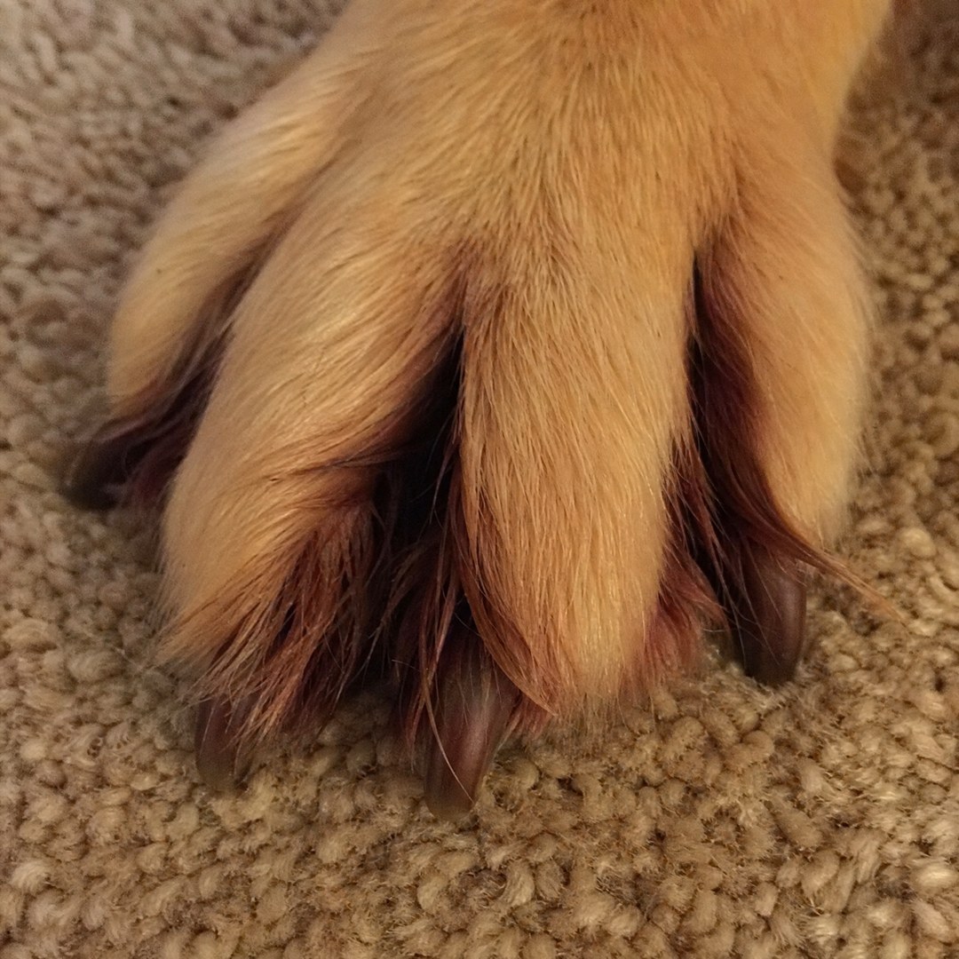 Amber Monroe Facebook ad: If your dog's allergies never end, read this