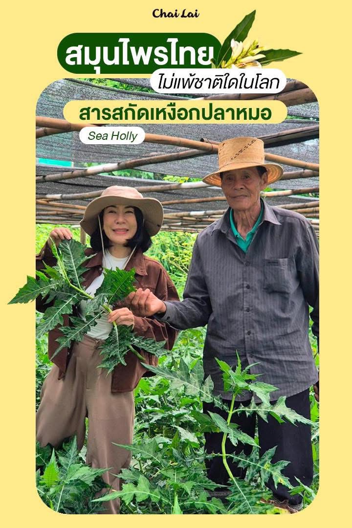 ทรีทเมนต์ดาวเรืองและแชมพูดาวเรือง-Calendula Hair Treatment เพจหลัก Facebook ad