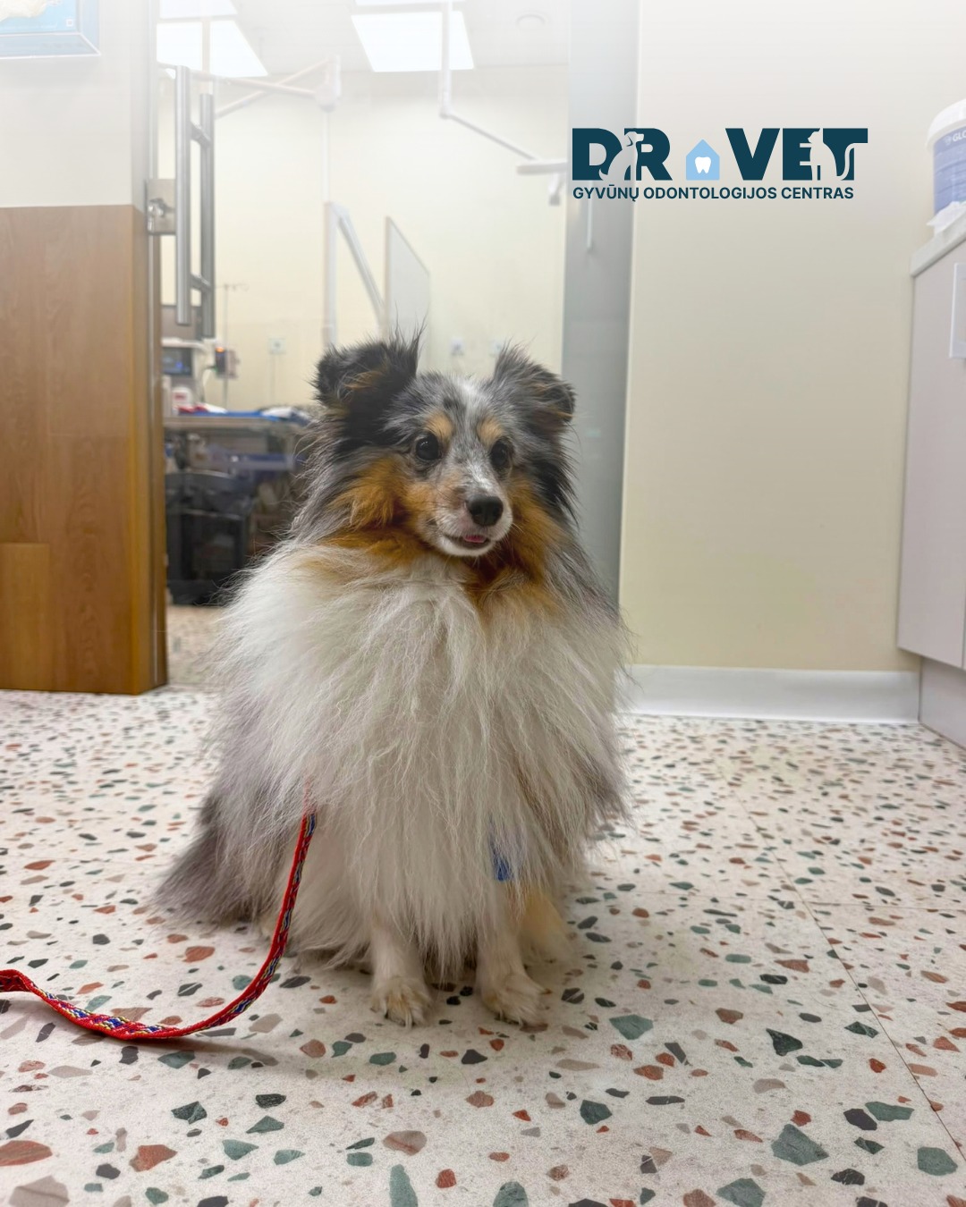 DR.VET Odontologija Facebook ad: Turime augintinių, kuriems vizitas pas gyvūnų odontologą…