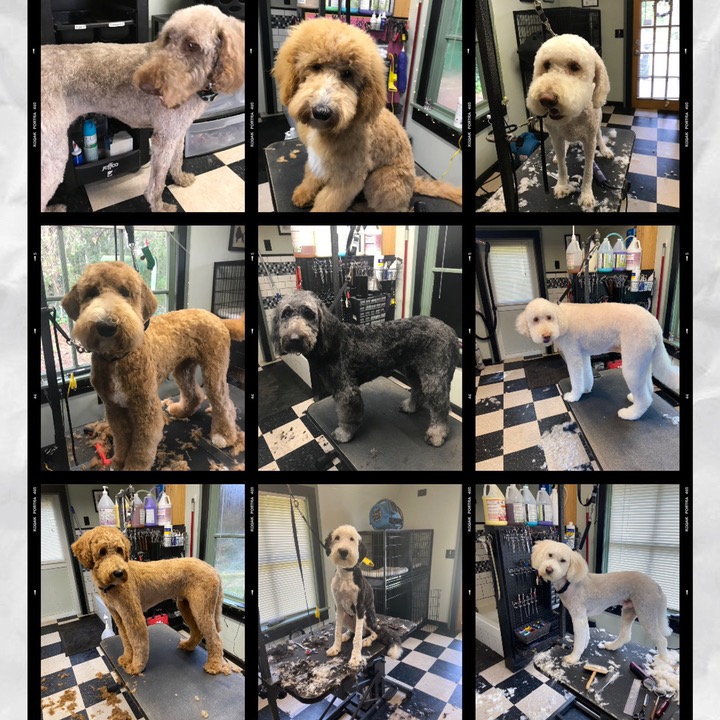 I Groom a Barking Friend Facebook ad: No walk-ins, by appointment only