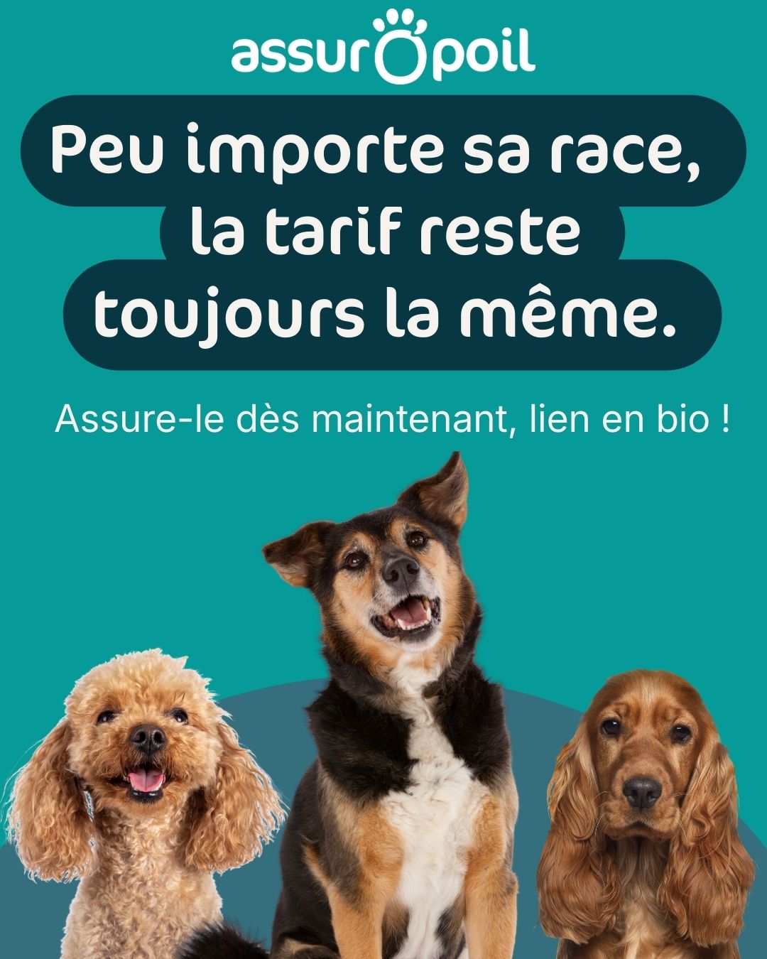 Assuropoil Facebook ad: La mutuelle animaux complète et transparente!