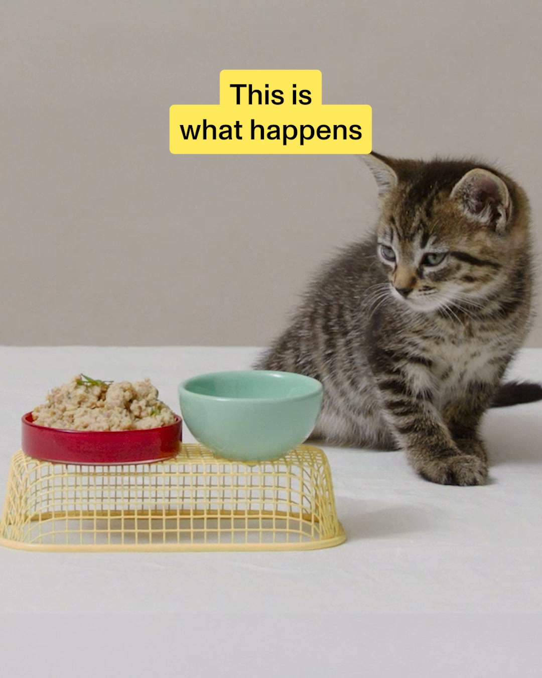 Smalls Facebook ad: Human-Grade Fresh Cat Food