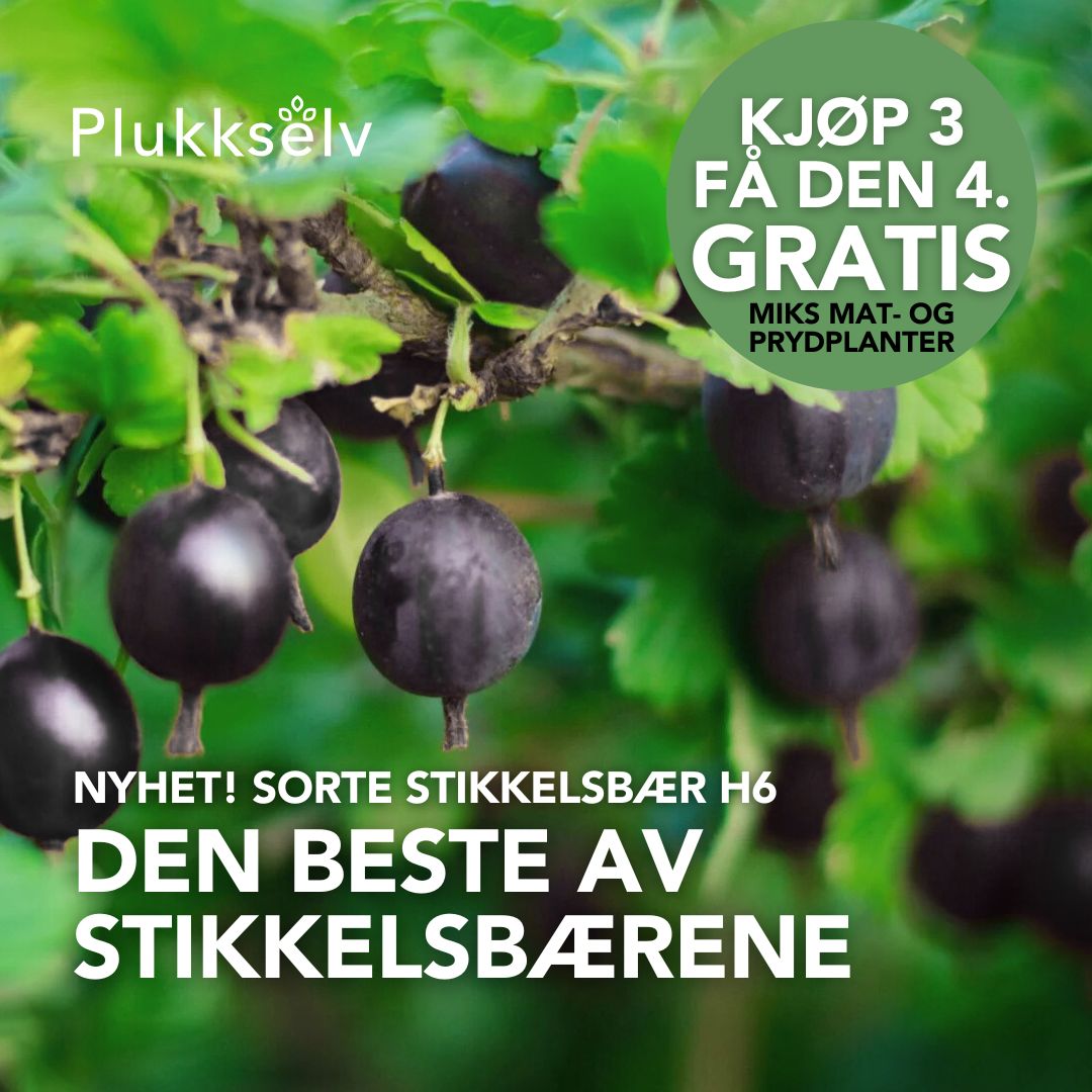 Plukkselv Facebook ad: Forhåndssalget er i gang!