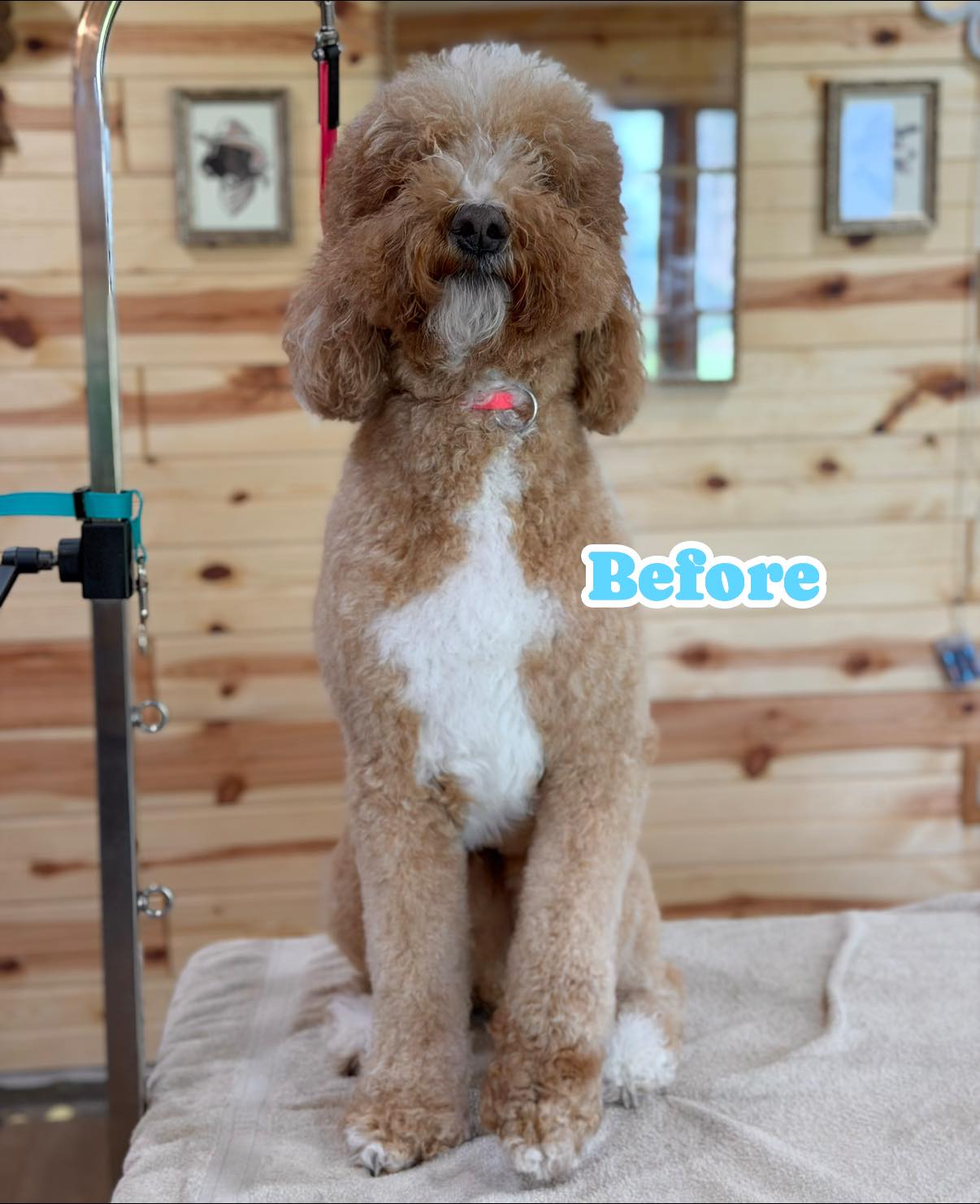 Mythical Tails Dog Grooming - Silver Lake, MN Facebook ad: The dog days of summer are here!