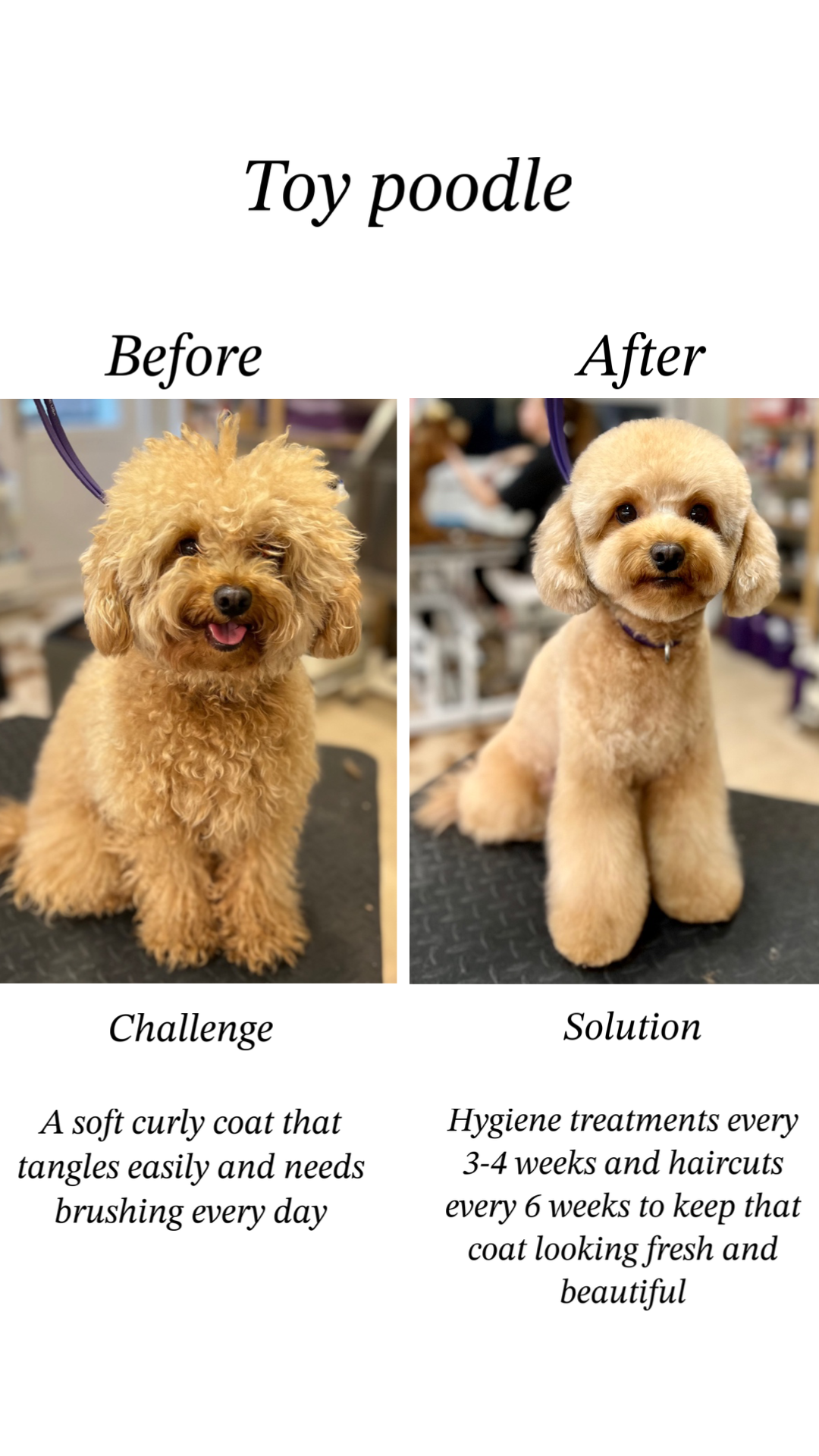 Pamppy Grooming & SPA Facebook ad: Taking care of your four-legged friends from home