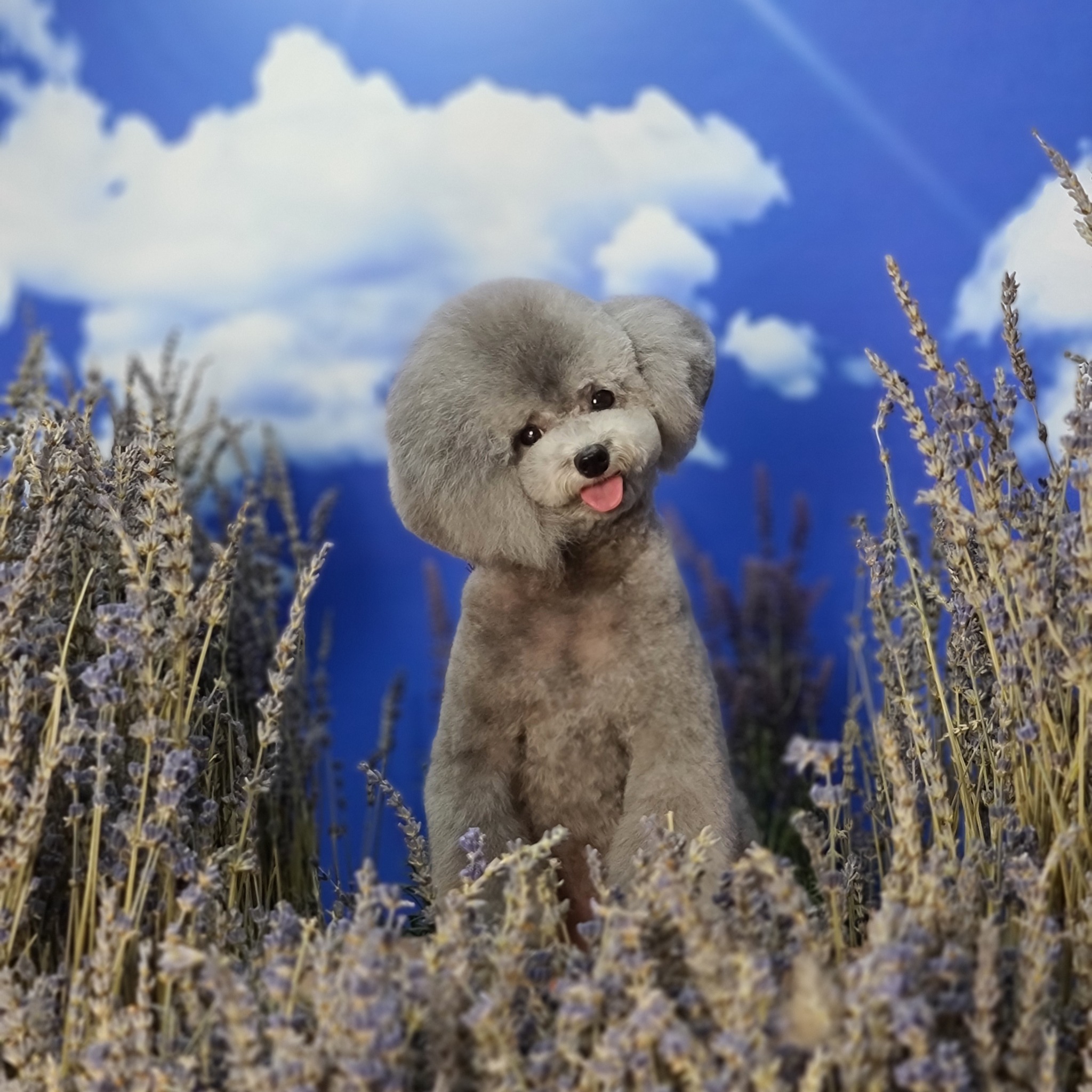 June's Pet house Facebook ad