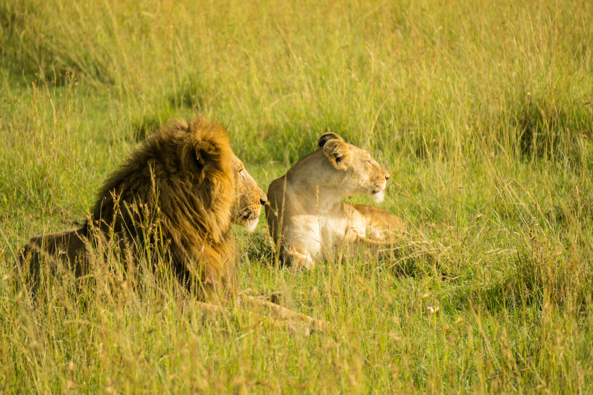 Siyavaya Adventures Facebook ad