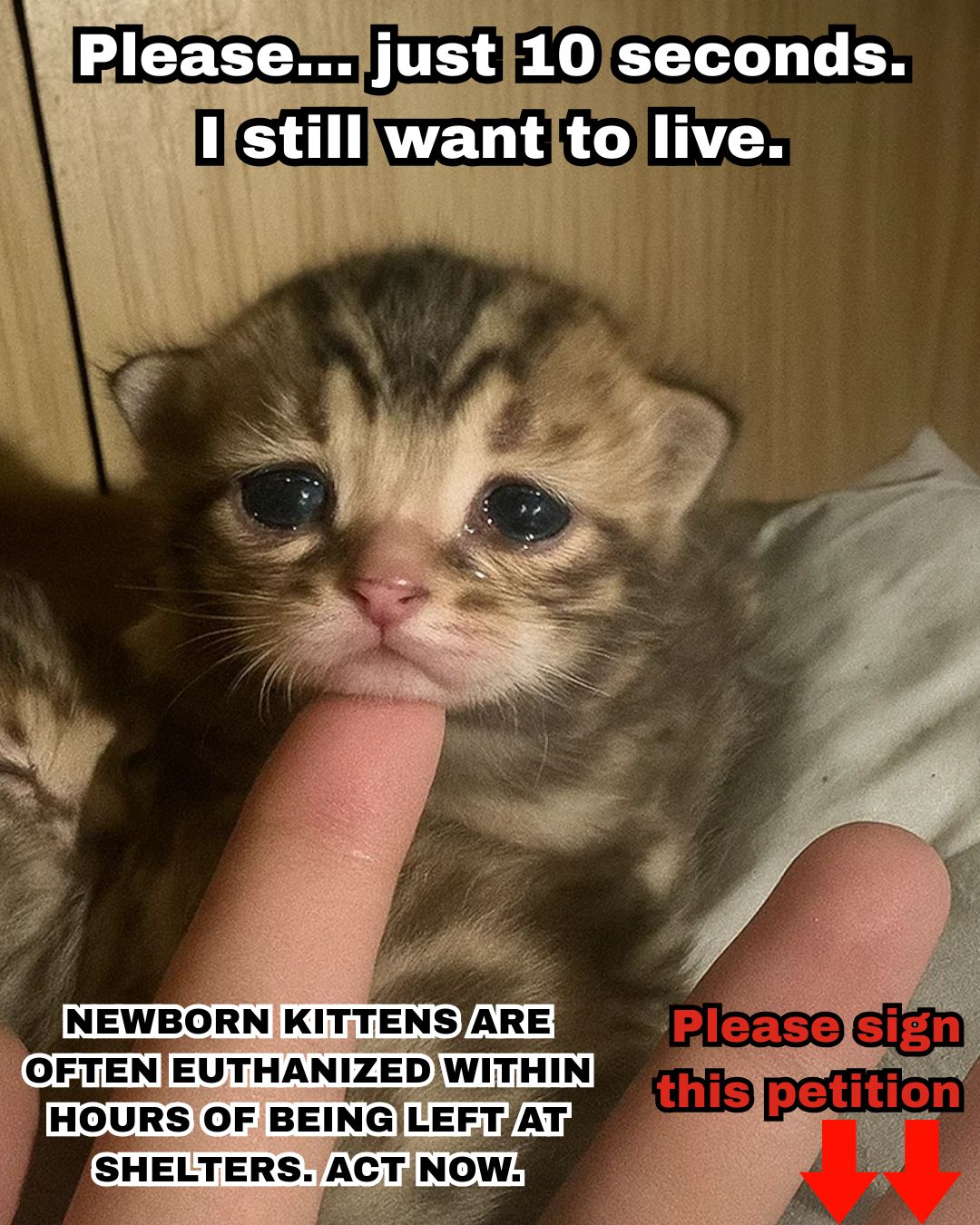 iHeartCats.com Facebook ad