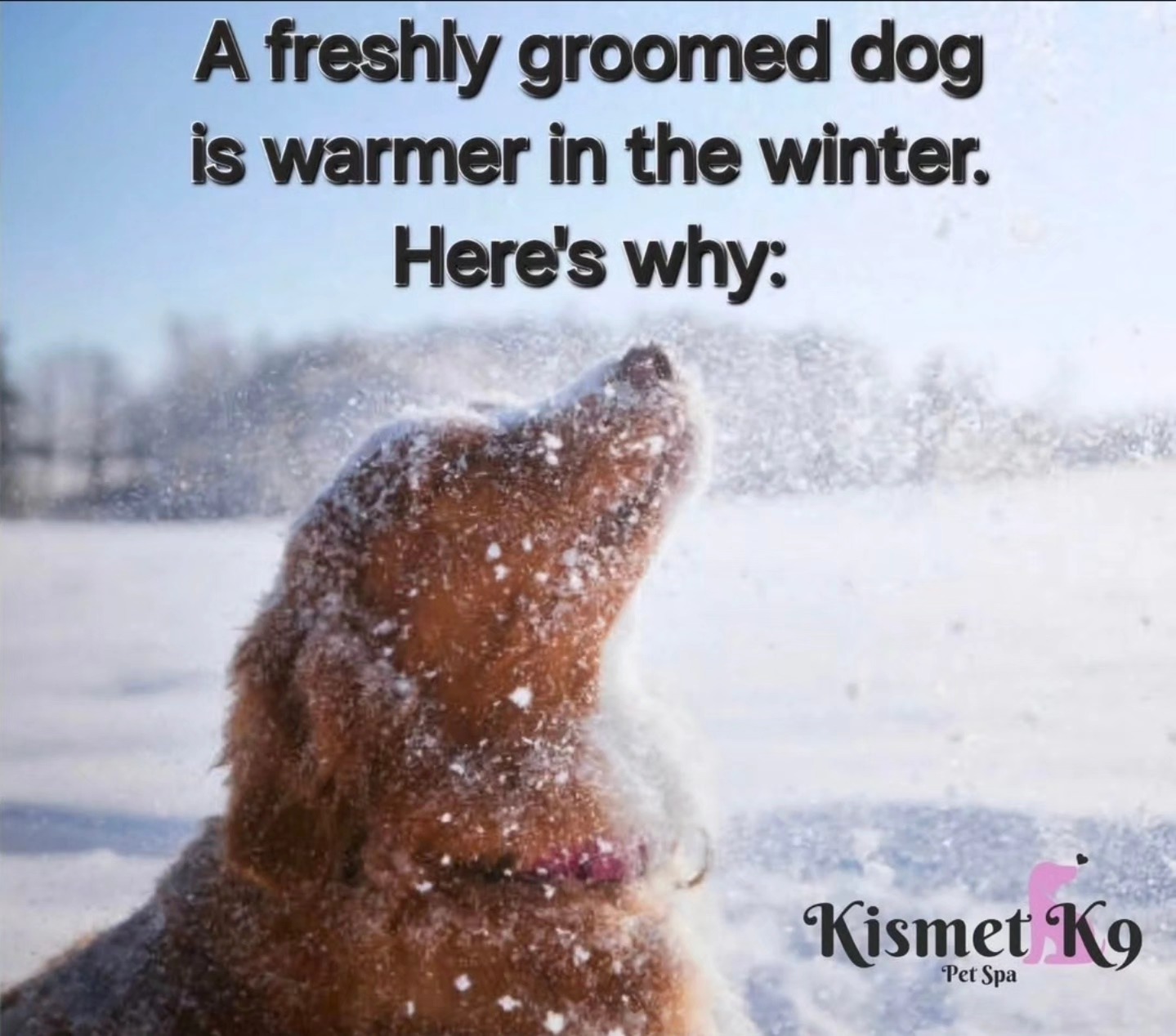 Kismet K9 Pet Spa Facebook ad: How about this weather?!