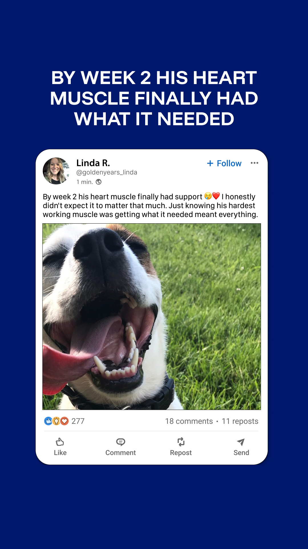 Vet-Approved Pet Products Facebook ad