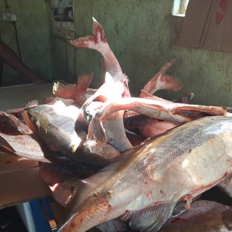 GREAT kariba fish company Facebook ad