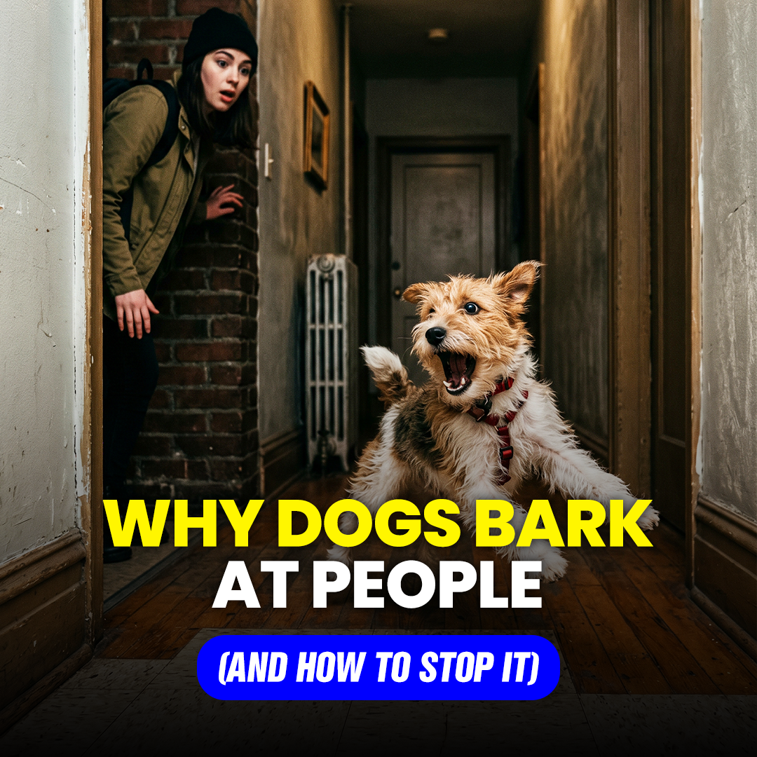 Mike James Dog Training Facebook ad