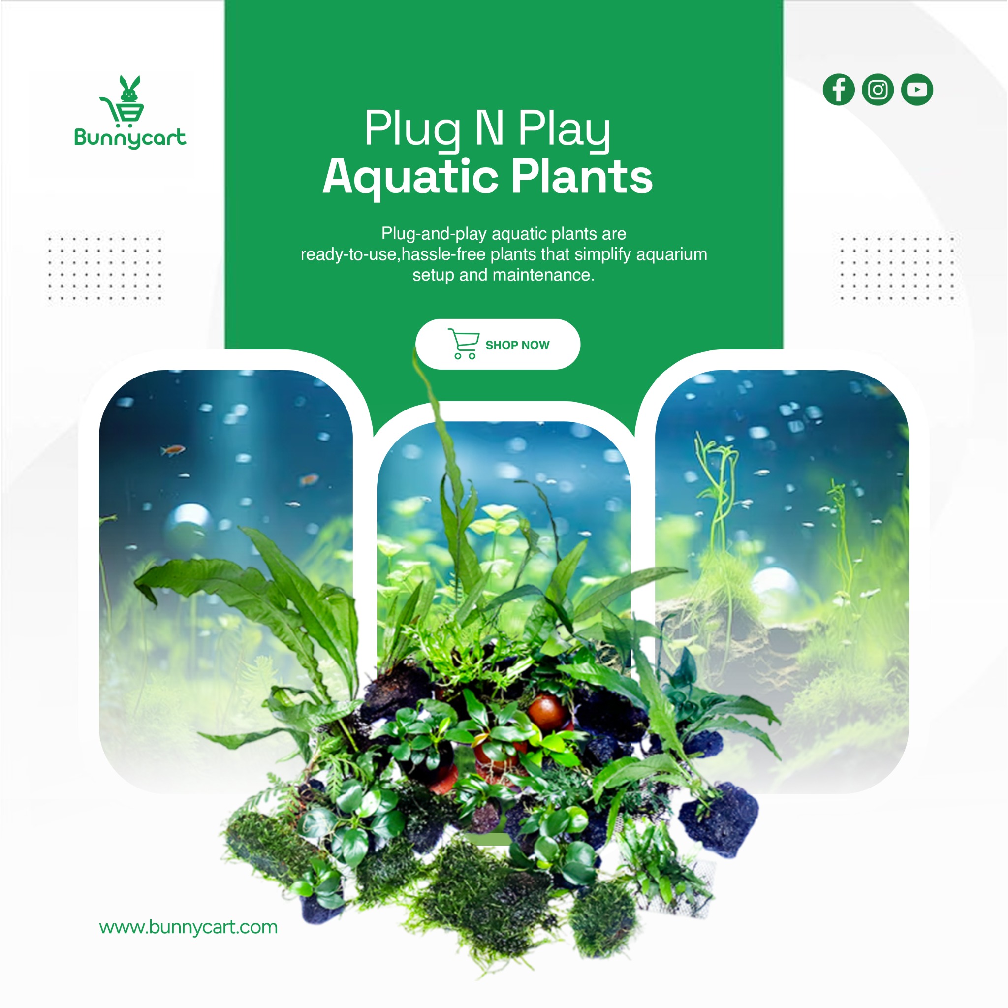 Bunnycart Facebook ad: Buy Aquatic Plants & Aquarium Fish online| Bunnycart