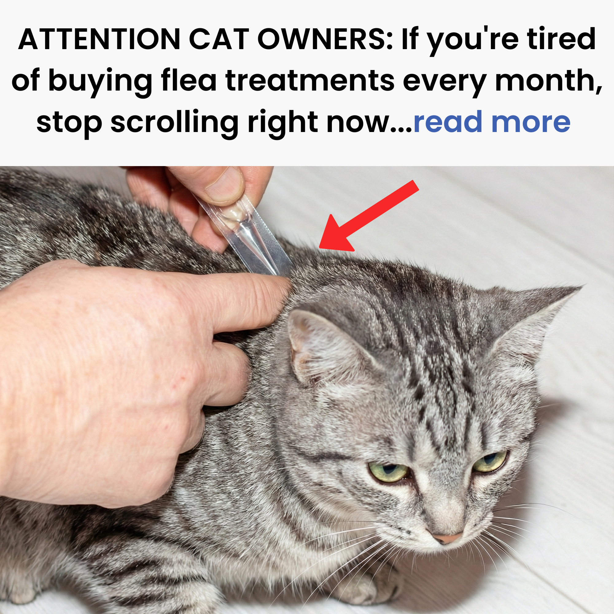 Barbara's Cat Diary Facebook ad