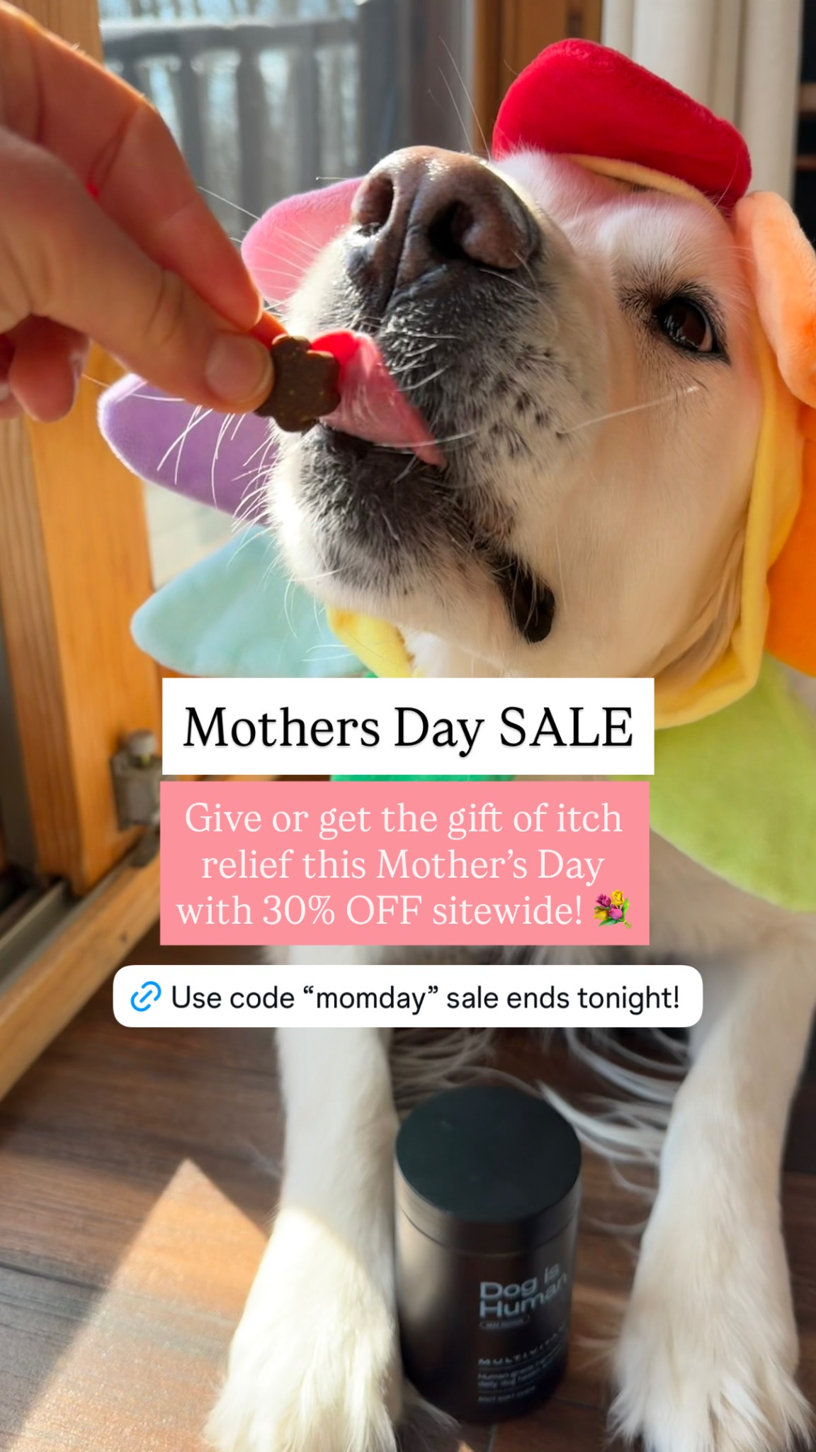 Dog is Human Facebook ad