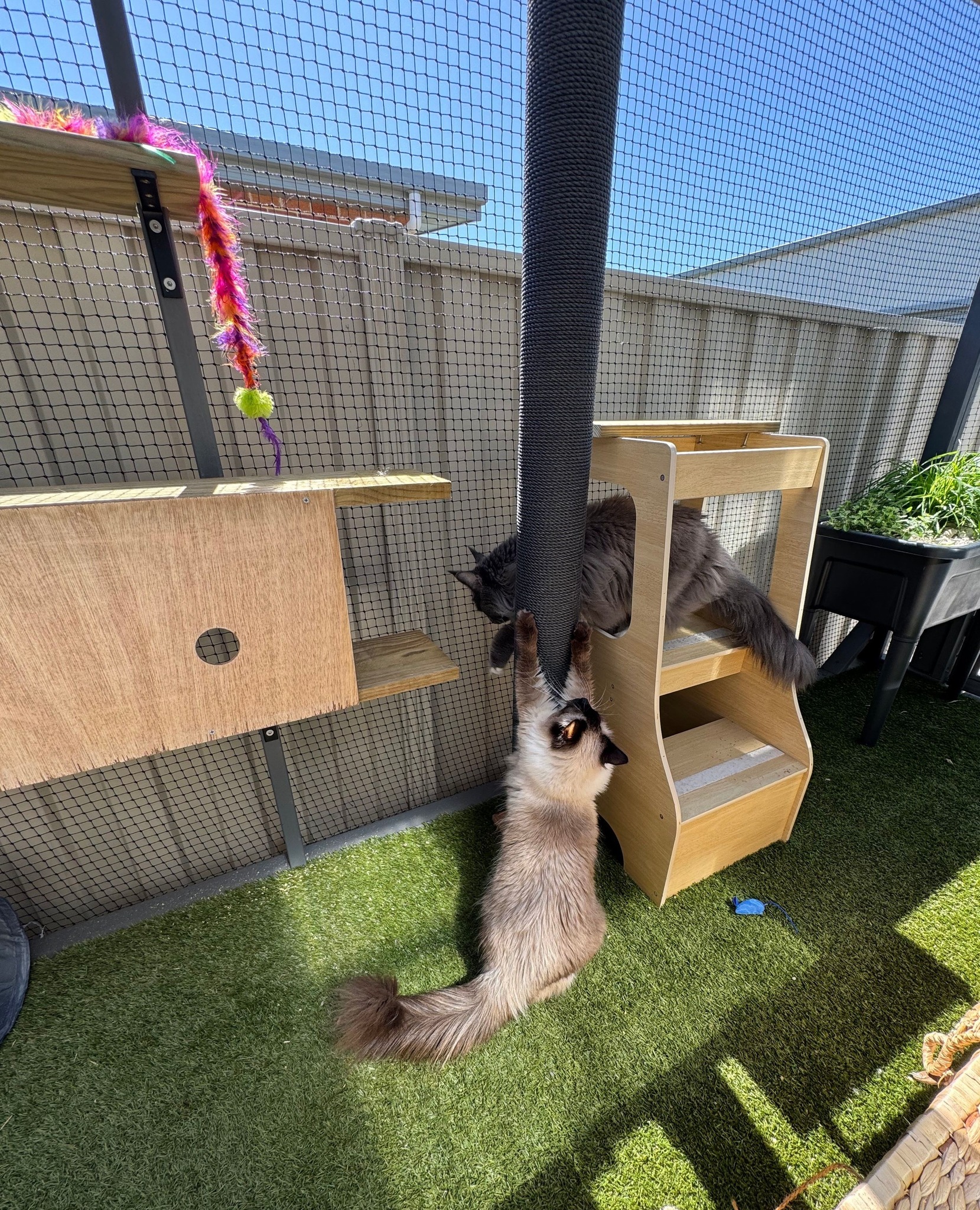 catnets.com.au Facebook ad