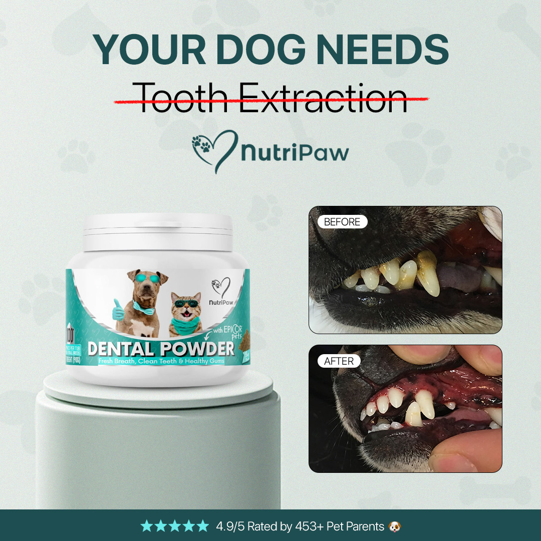 Healthy Dog 24/7 Facebook ad