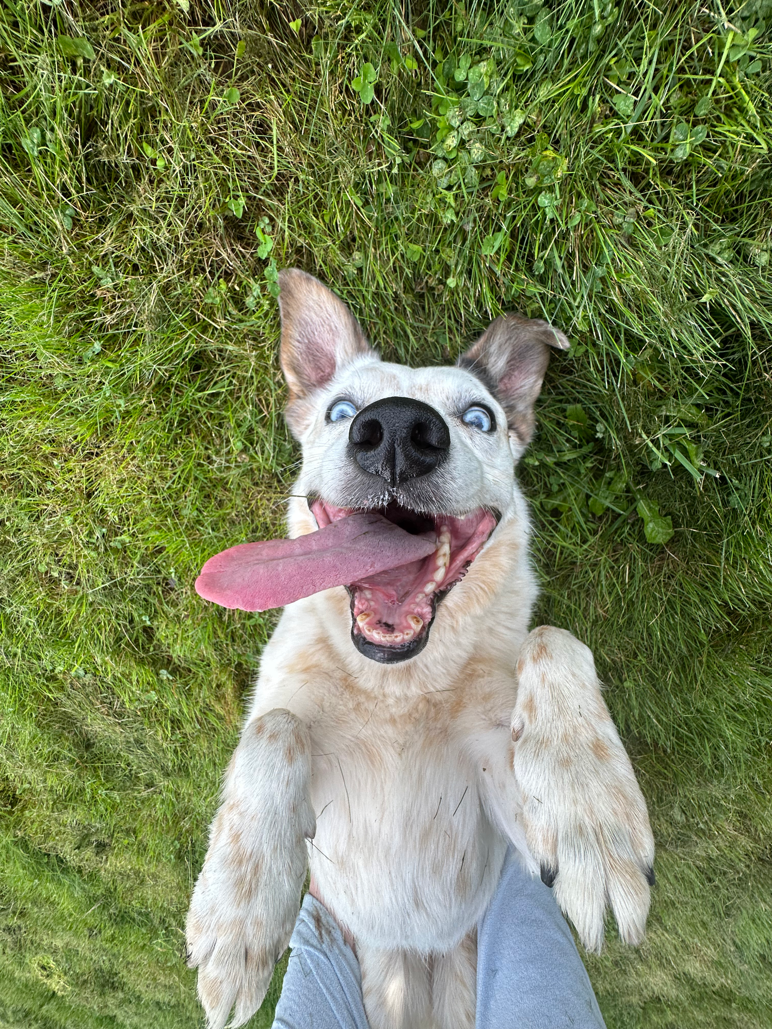 SpiritDog Training Facebook ad
