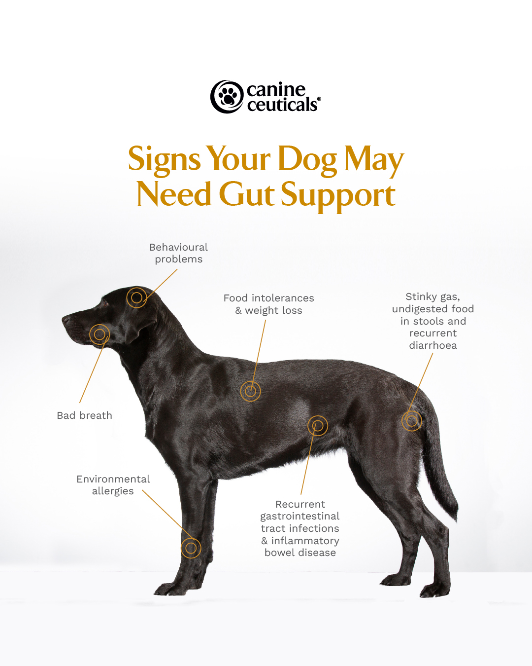 CanineCeuticals Facebook ad