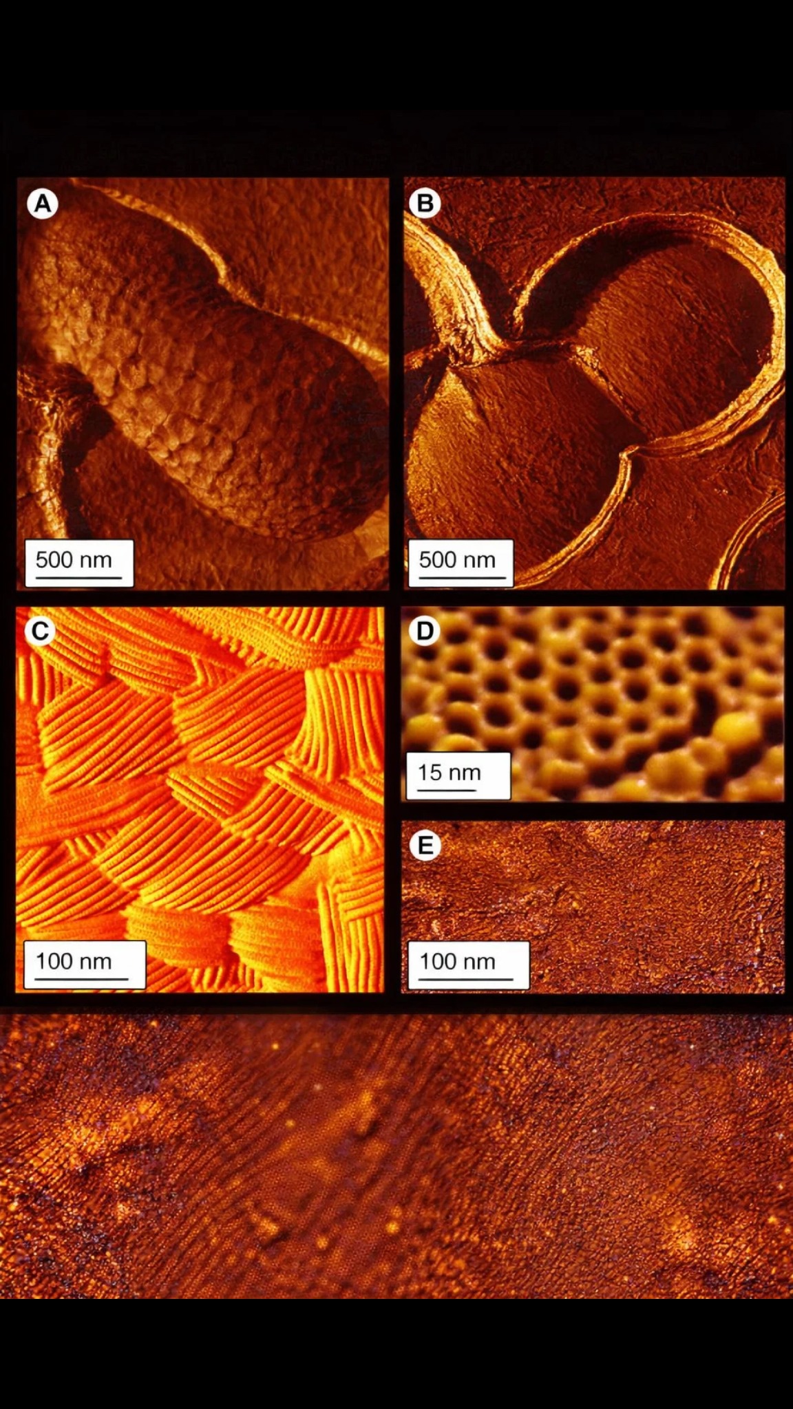 Primal Viking Facebook ad