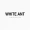 WHITE ANT 18_TP VINH
