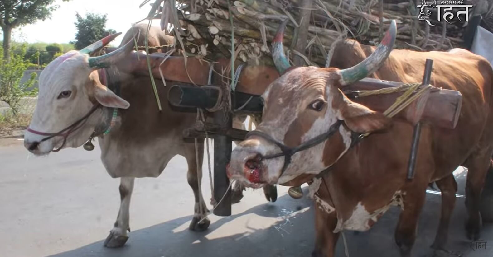 PETA Latino Facebook ad: ¡Haz algo!