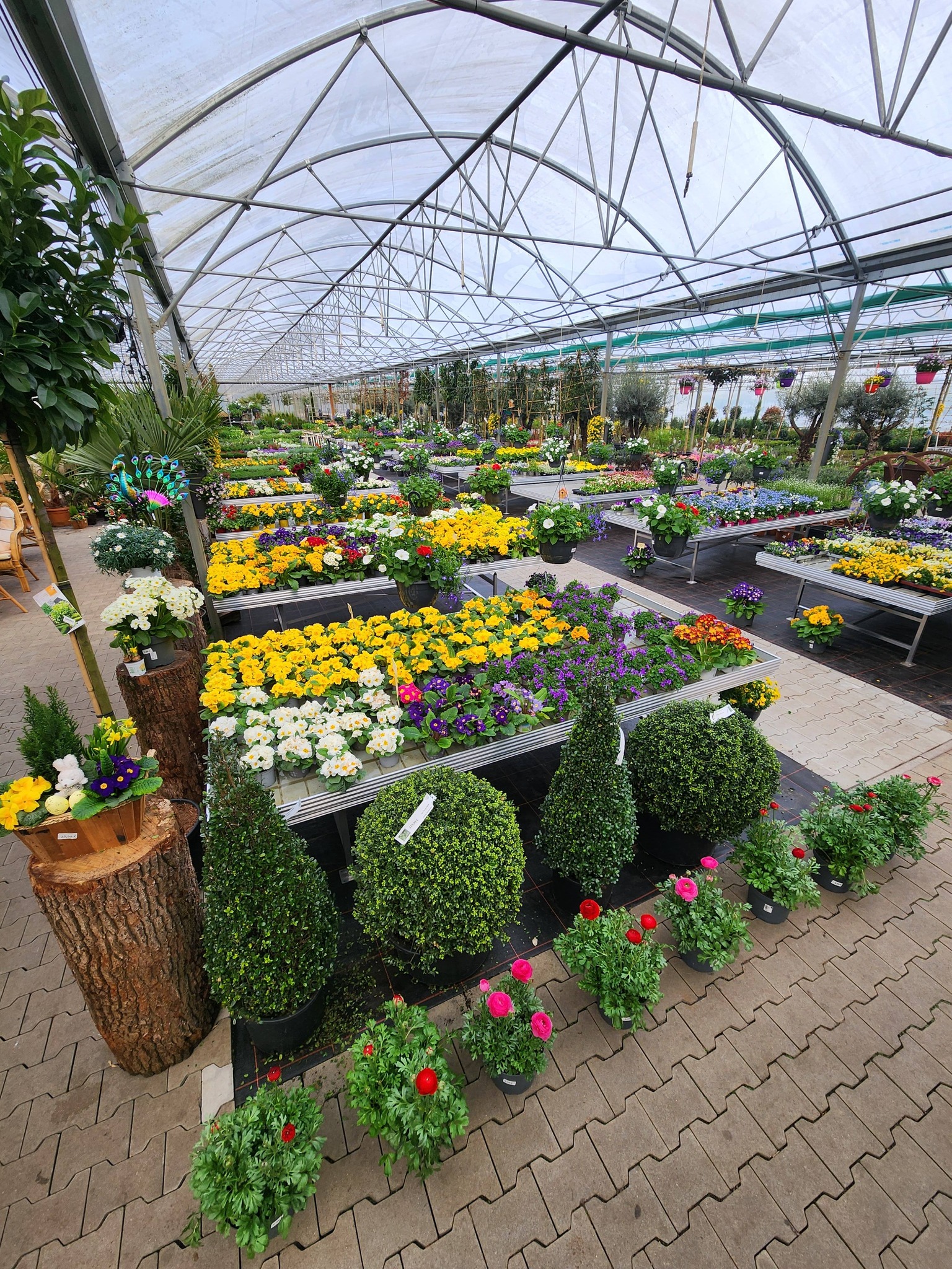 R.Wardenburg Gartenbau Facebook ad: Einkaufen direkt beim Gärtner!