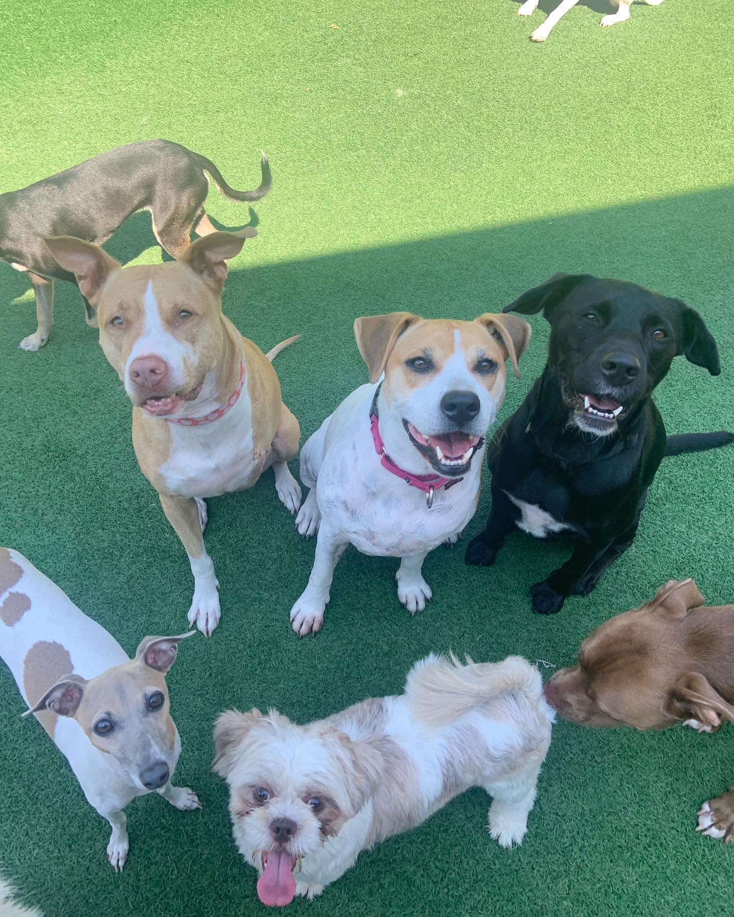 BarkPark Facebook ad: BarkPark! is THE women-owned canine enrichment center for…
