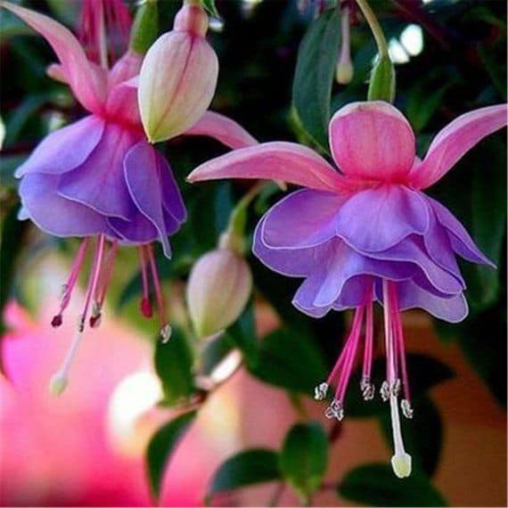 RG Plants Ltd. Facebook ad: 18 Fuchsia just £10!