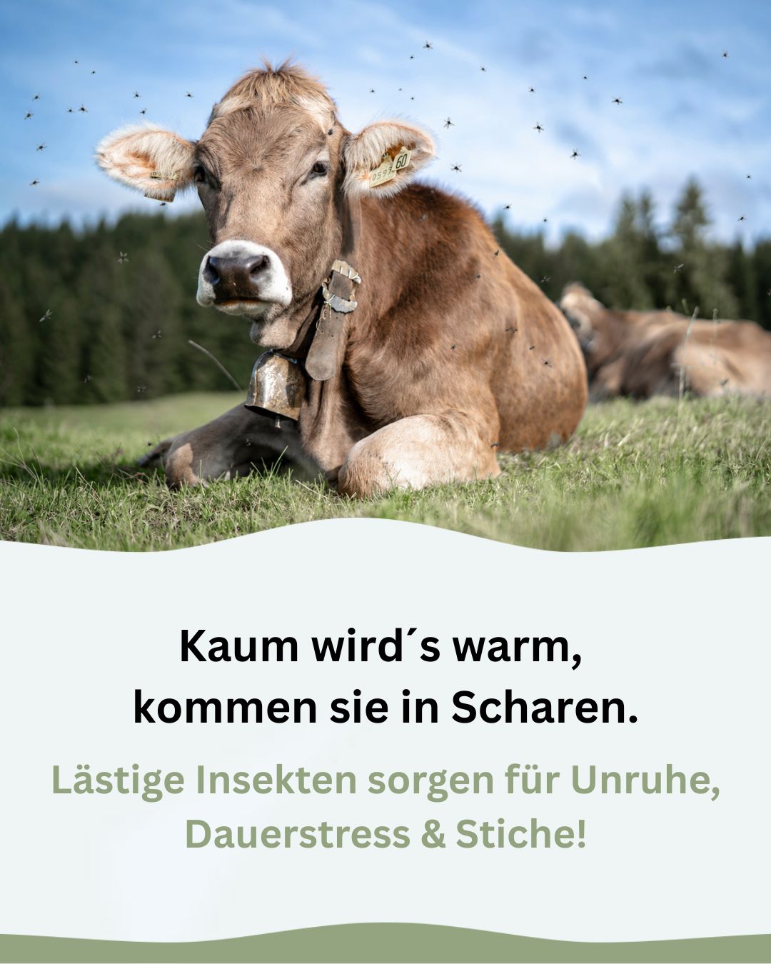 PecuVital Facebook ad: Kaum wird’s warm, kommen sie in Scharen…