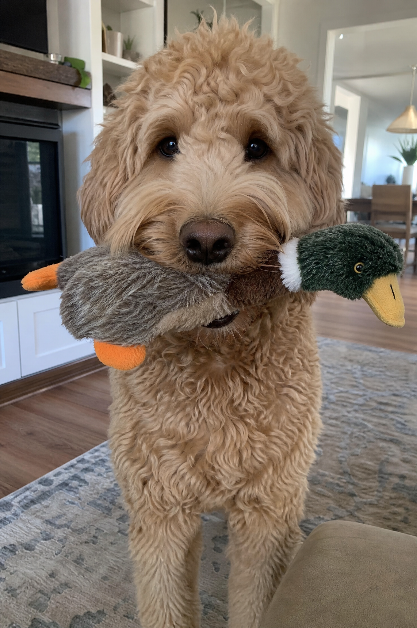 Dogs Are Pawsome Facebook ad: Read this if you own a Goldendoodle