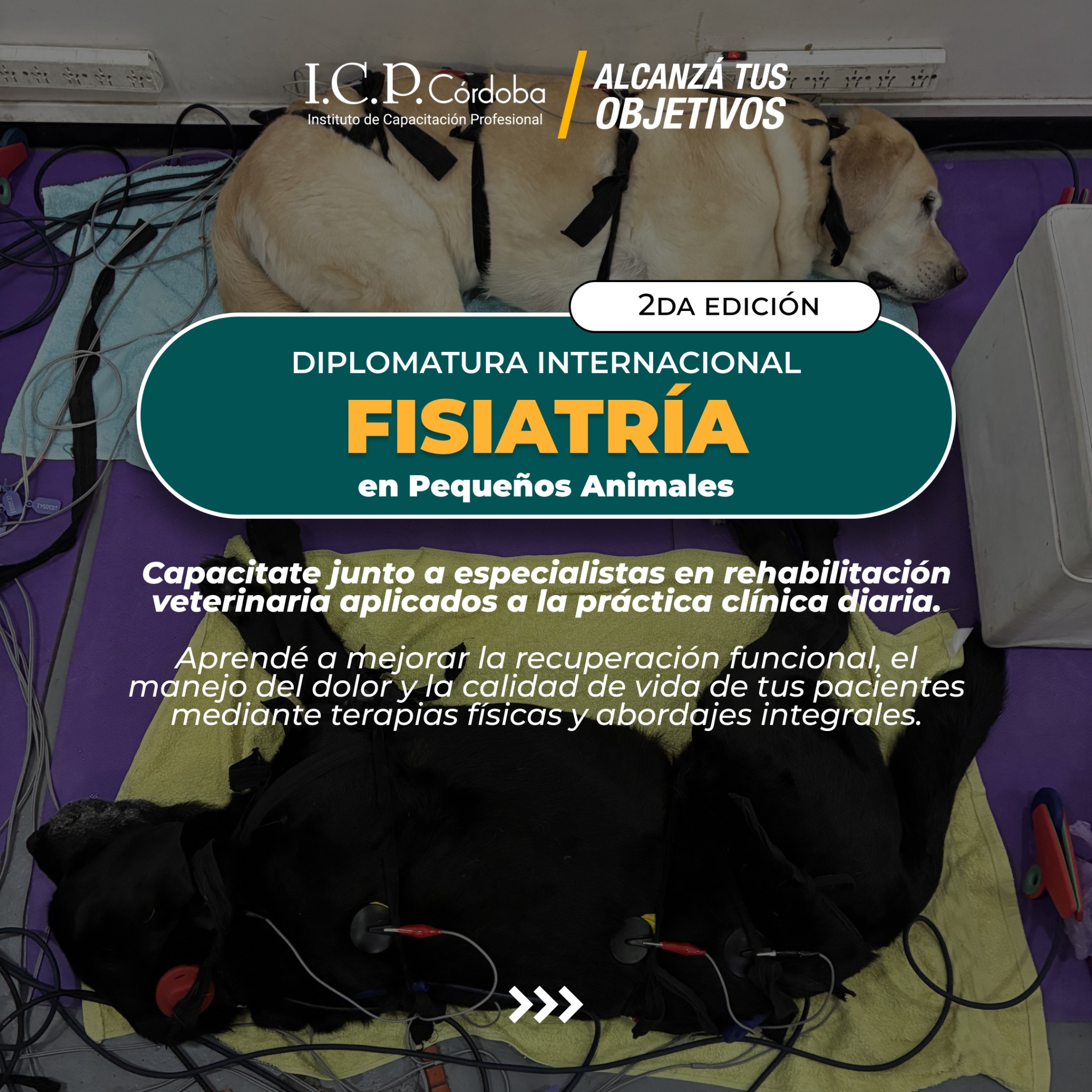 ICP Córdoba - Instituto de Capacitación Profesional Facebook ad: La fisiatría veterinaria ya no es solo aplicar…