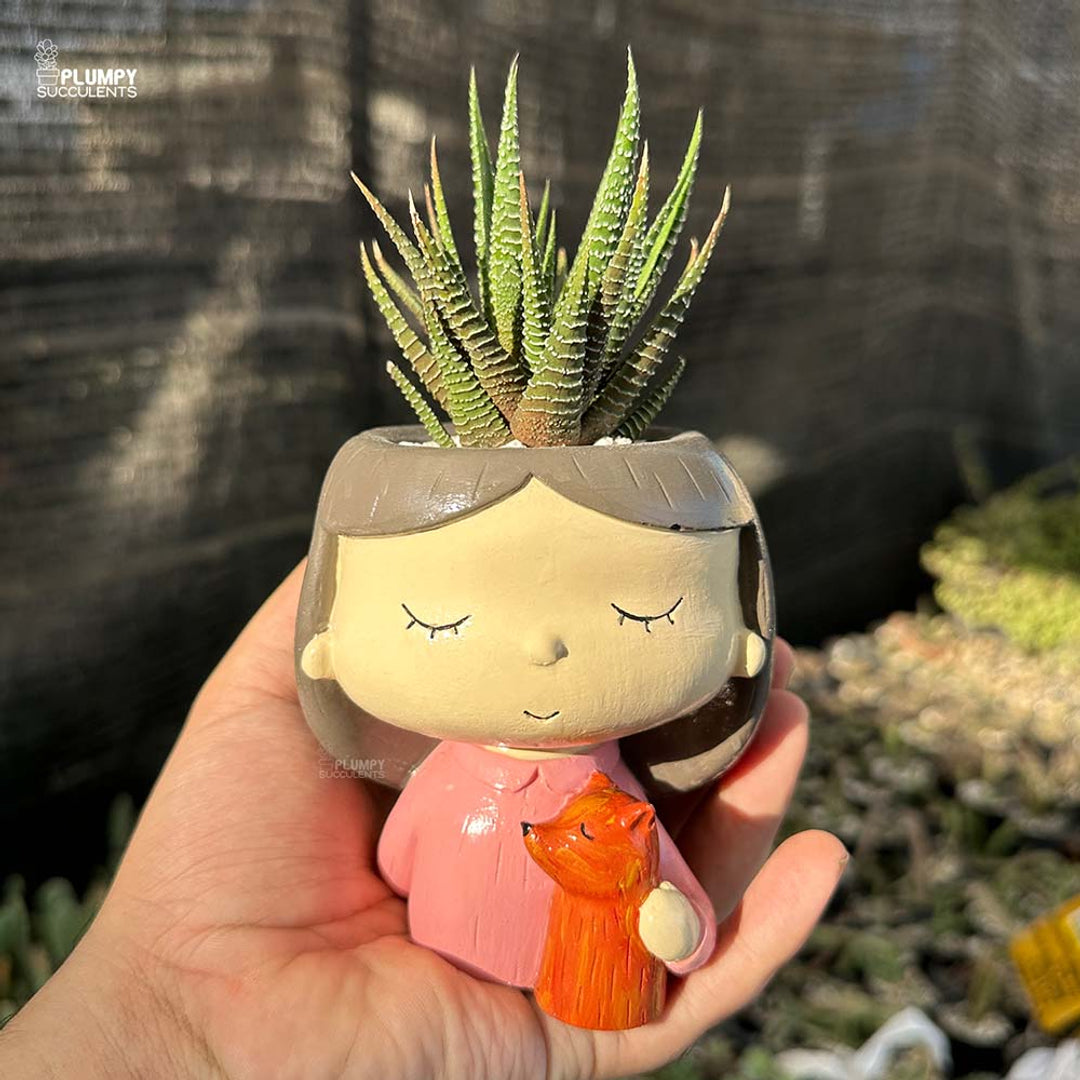plumpysucculents Facebook ad: Shop our best-seller succulents without the stress of…