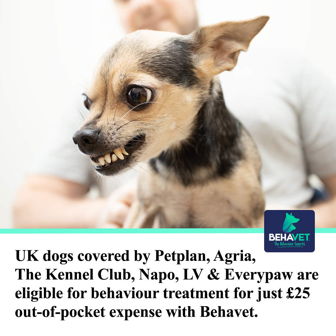 Behavet: The Pet Behaviour Experts Facebook ad