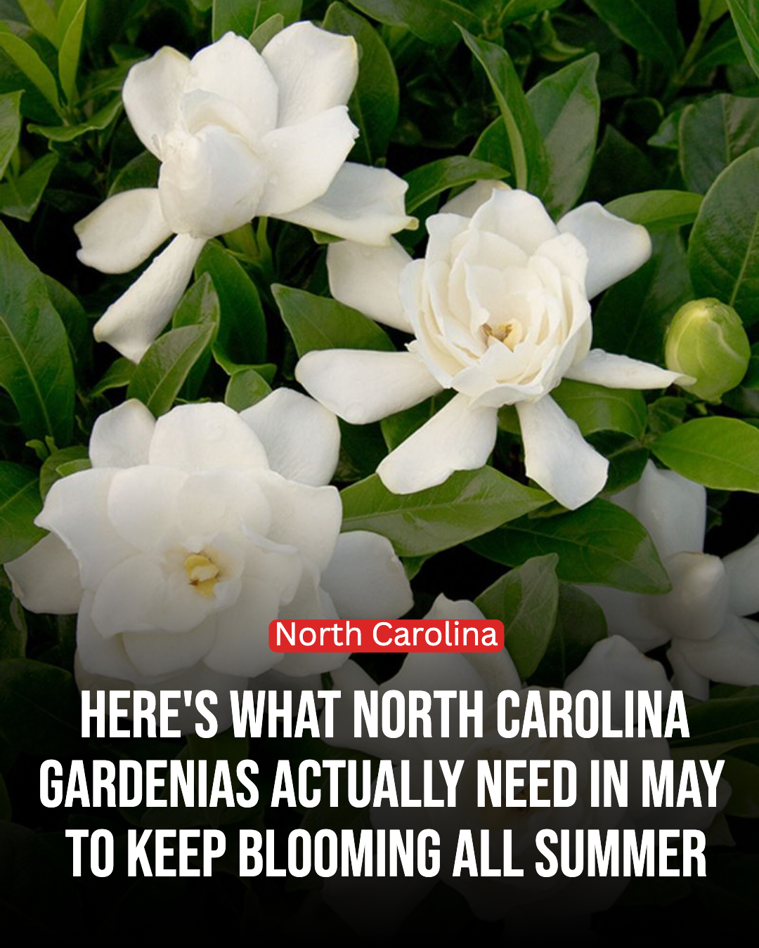 North Carolina Gardener Facebook ad: What North Carolina Gardenias Actually Need In May To Keep…