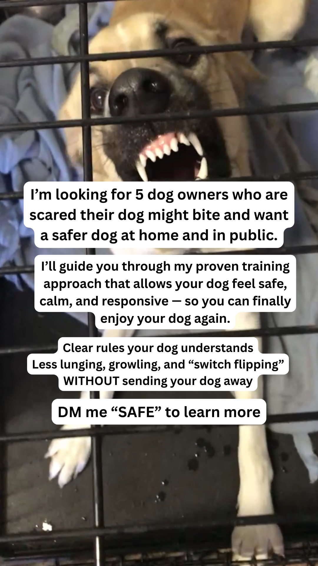 Primal Needs Dog Training and Behavioral Solutions Facebook ad: How I stop chaos at home with ONE…