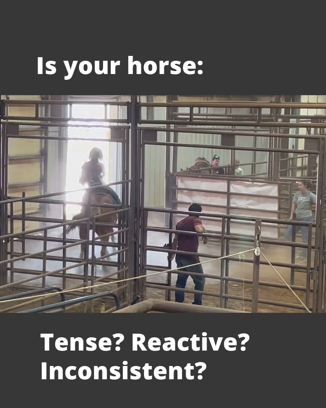 Performance Equine Nutrition Facebook ad from Jul 10, 2026