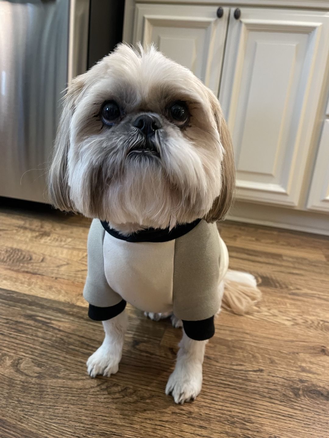 Spark Paws Facebook ad