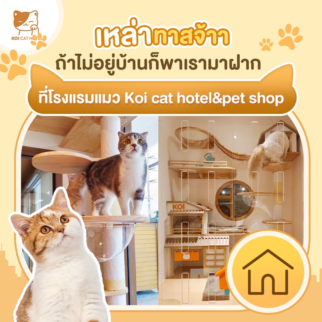 Koi cat hotel&pet shop Facebook ad: เหล่าทาสจ้าาาา ถ้าไม่อยู่บ้านก็พาเรามาฝาก