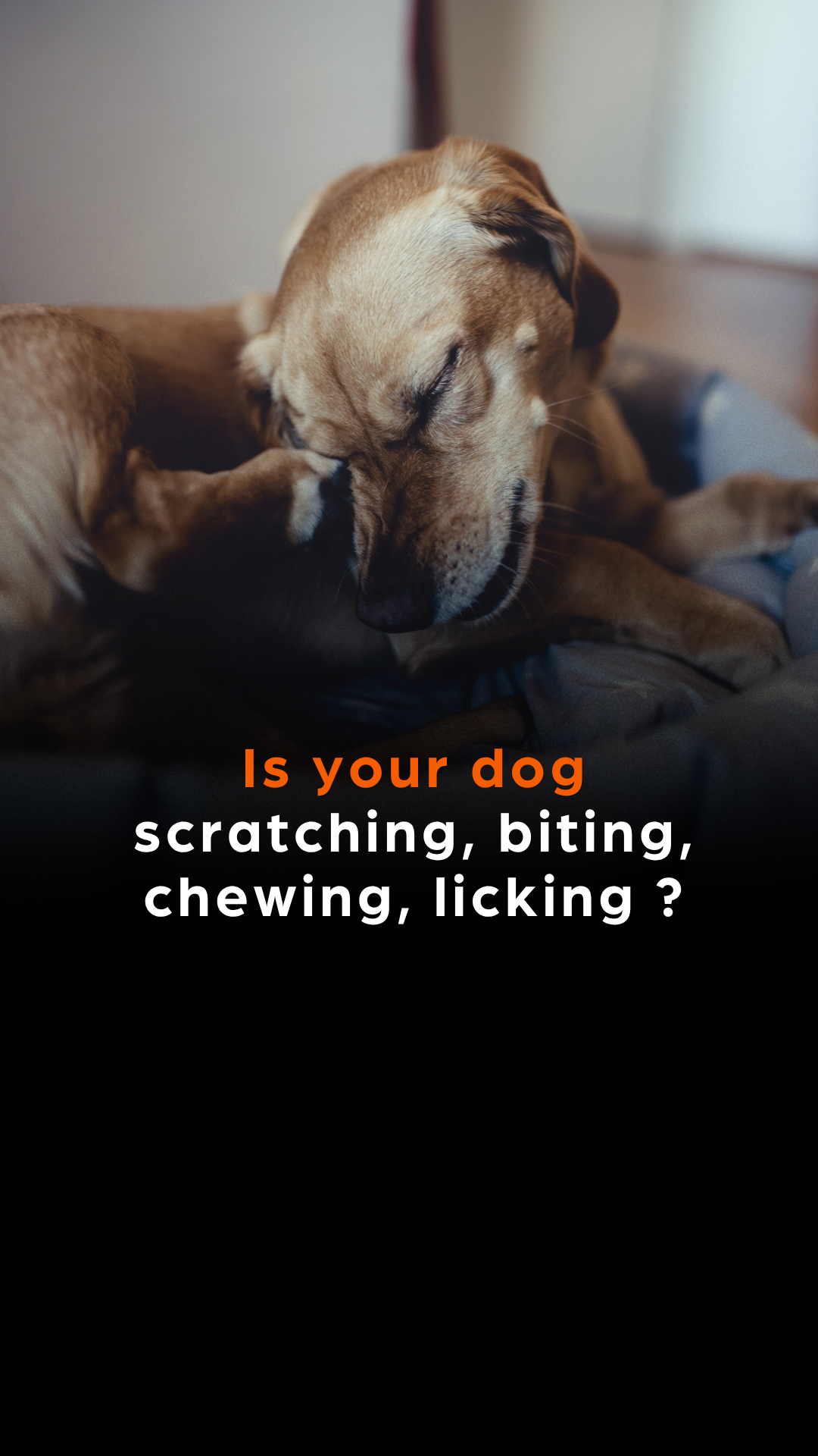 Zoetis Pets Facebook ad: Tired of the constant itching?