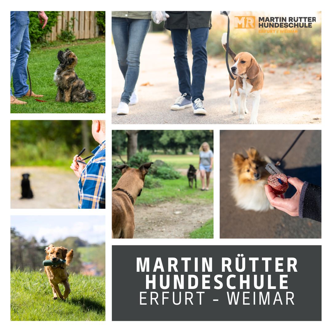 Martin Rütter Hundeschule Erfurt - Weimar Facebook ad