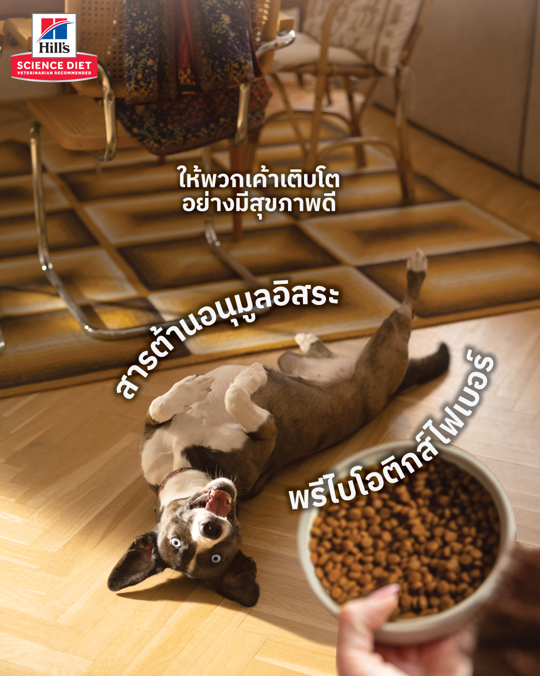 Hill's Pet Nutrition Thailand Facebook ad