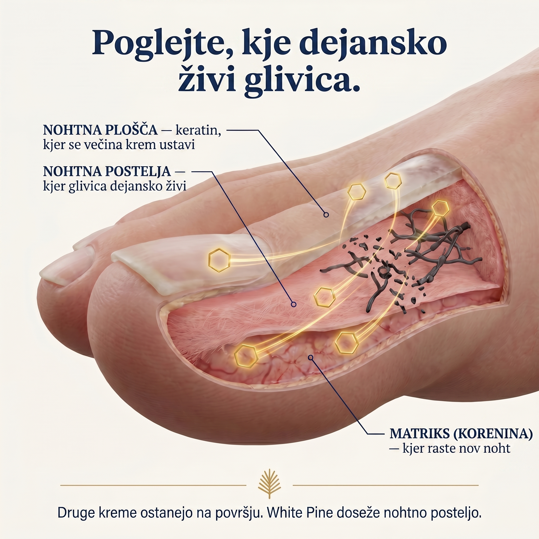 Organska Kozmetika - InaEssentials.si Facebook ad: Gliva se skriva globlje, kot misliš.